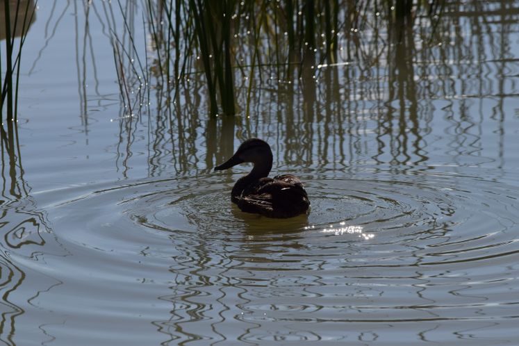 Oso Bay Wetlands Ribbon Cutting