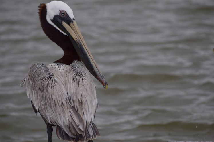 Pelicans on the Bay