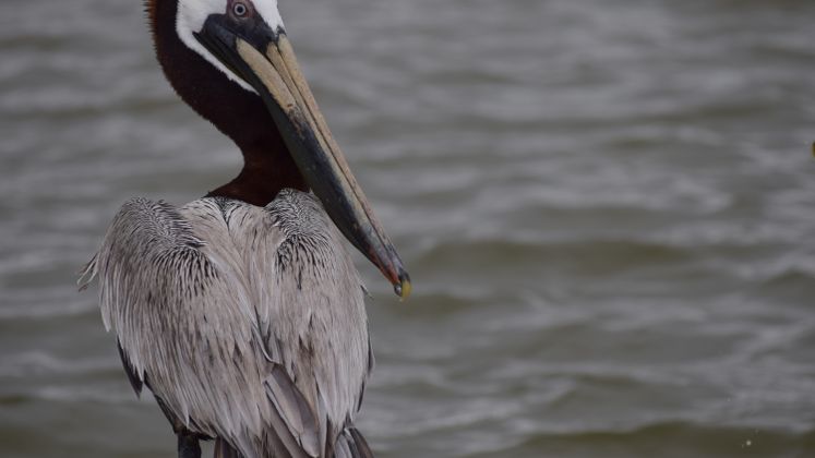Pelicans on the Bay