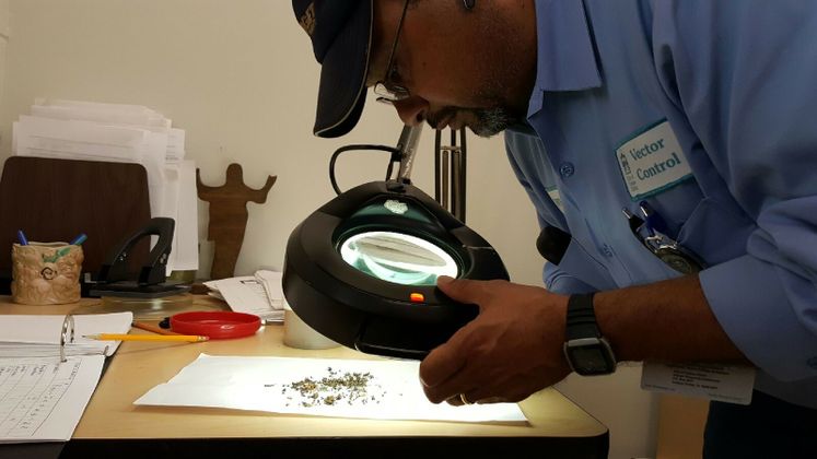 J. Pantoja, Vector Control Officer Classifies Mosquito Batch