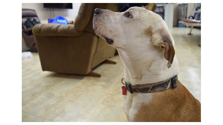 Tailboard, Fire Station No. 14's mascot passed away
