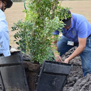 Cullen Park Tree Planting Cullen Park Tree Planting