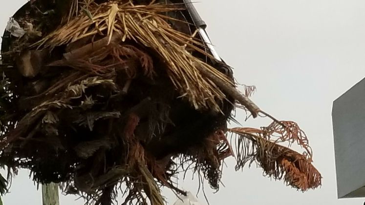 Harvey Debris Pick-Up
