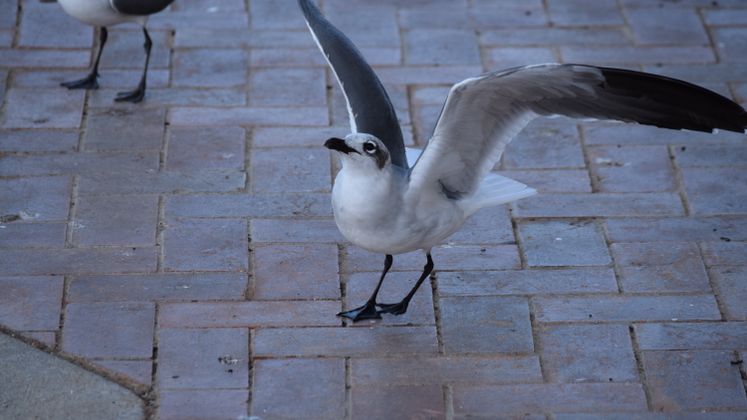 Seagull at Port of Corpus Christi