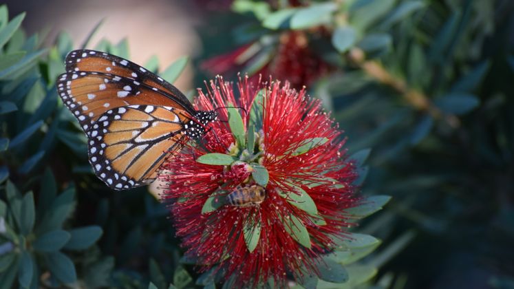 Monarch Butterfly at Xeriscape Garden