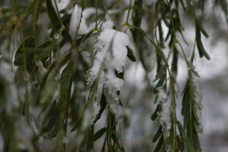Snow Day 12-08-17