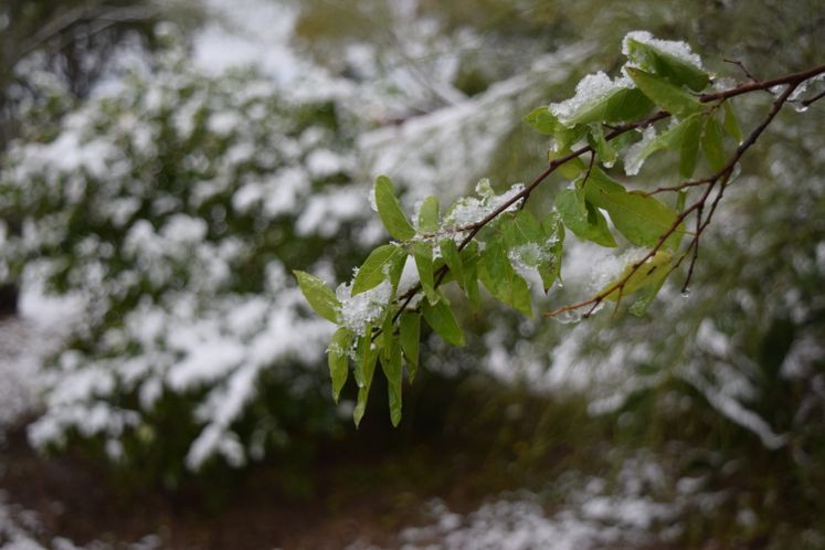 Snow Day 12-08-17