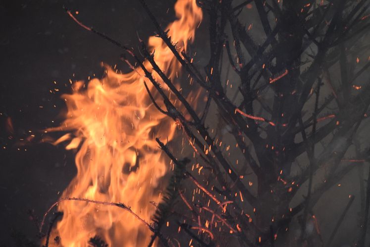 Christmas Tree Fire Safety / December