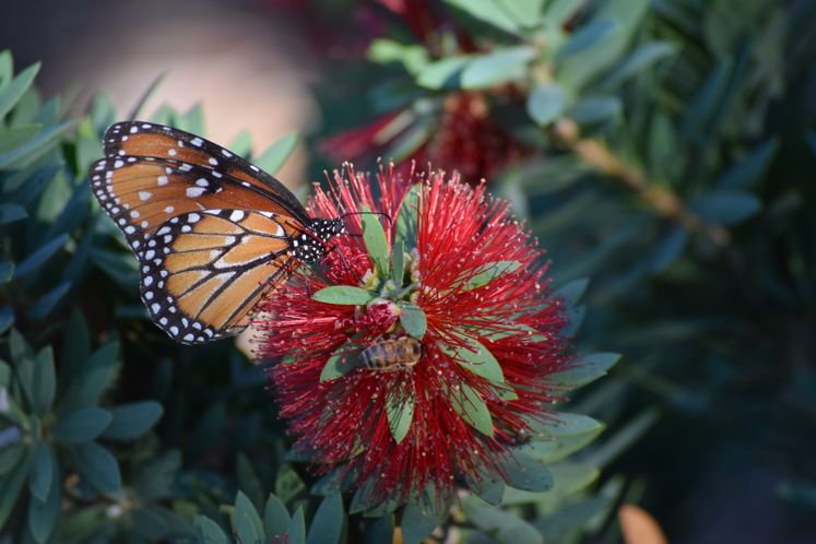 Monarchs Arrive at Xeriscape / December