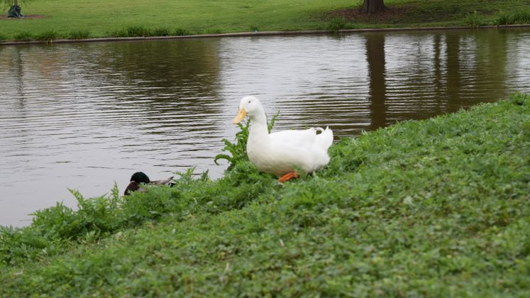 West Guth Park