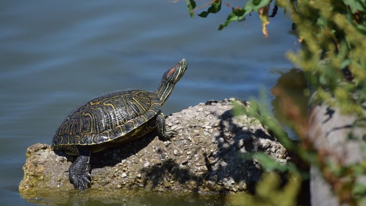 Turtle by the Lake at West Guth Park