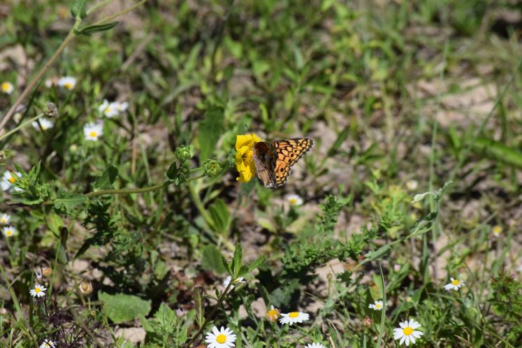 Butterfly in the Park