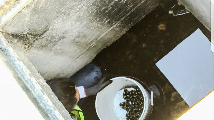 Storm Water Employees Rescue 14 Ducklings from Drain on Alameda St.