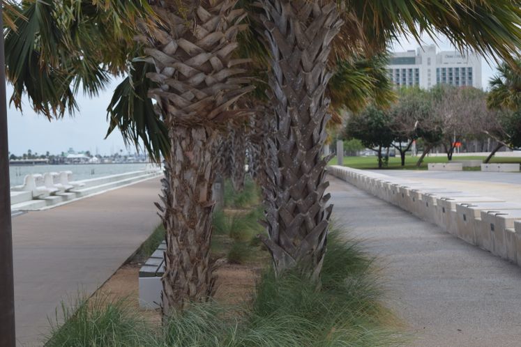 Bayfront Palm Trees