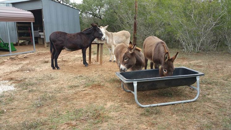 Donkeys