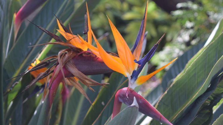 Bird of Paradise at Xeriscape Garden