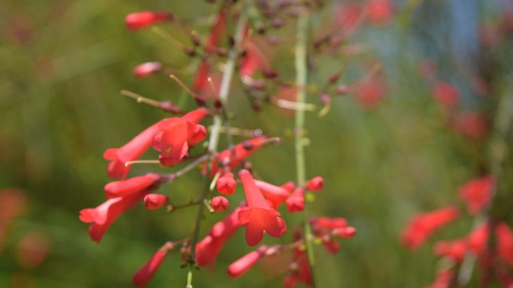 Flowers at Xeriscape Garden