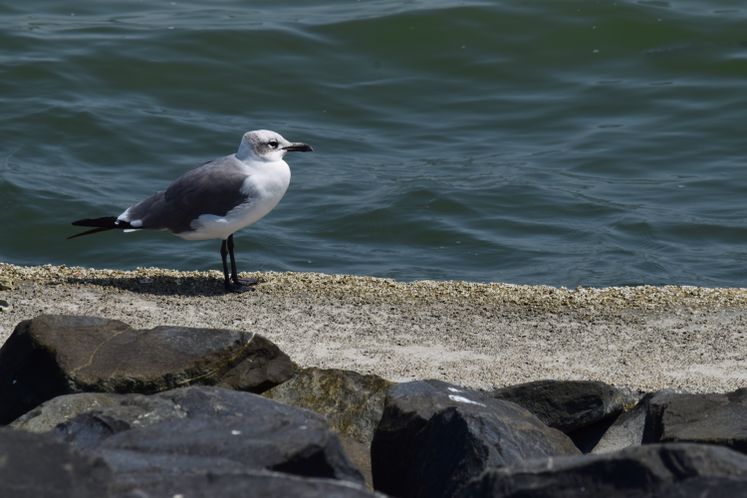 Seagull at Cole Park