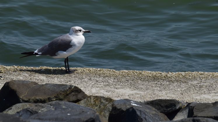Seagull at Cole Park