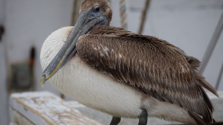 Brown Pelican at Marina