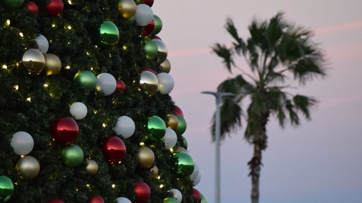 Christmas Tree on Shoreline