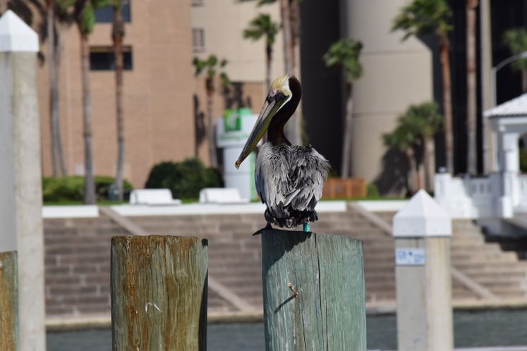 Pelican at CC Marina