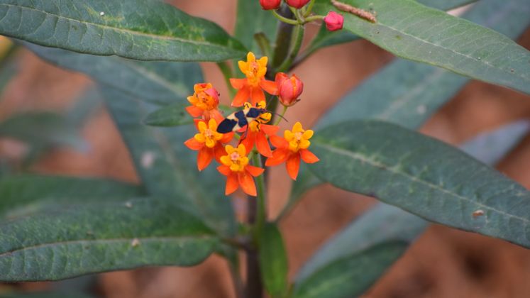 Nature at Xeriscape Garden