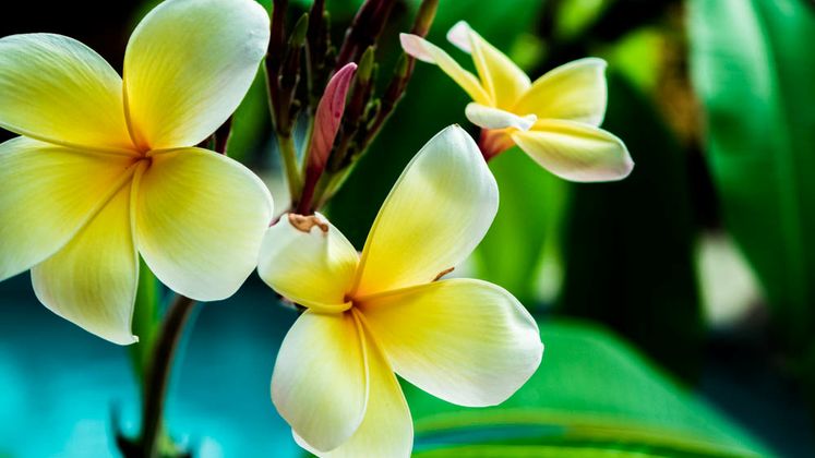 Plumeria, Hawaii's Flower Flourishes in South Texas