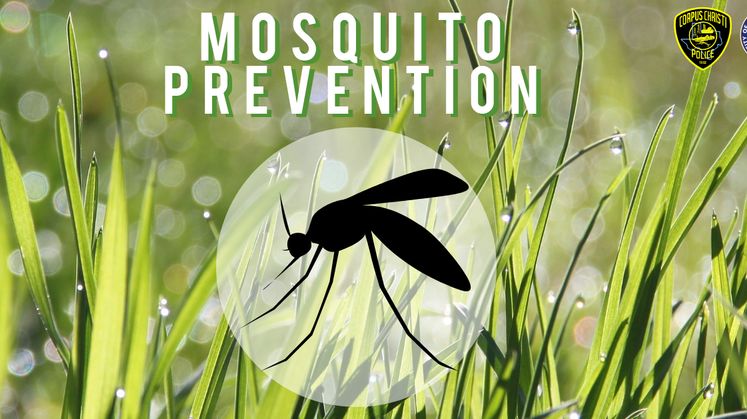 Mosquito Graphic