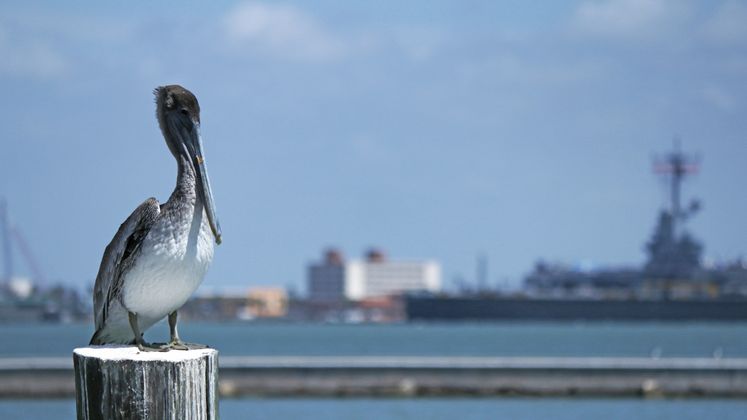 Brown Pelican at the Bay