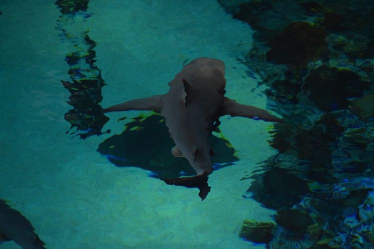 TX State Aquarium
