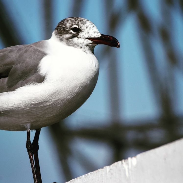 Seagull by the Bridge