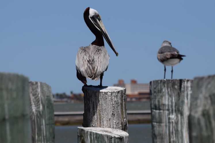 Brown Pelican by the Bay