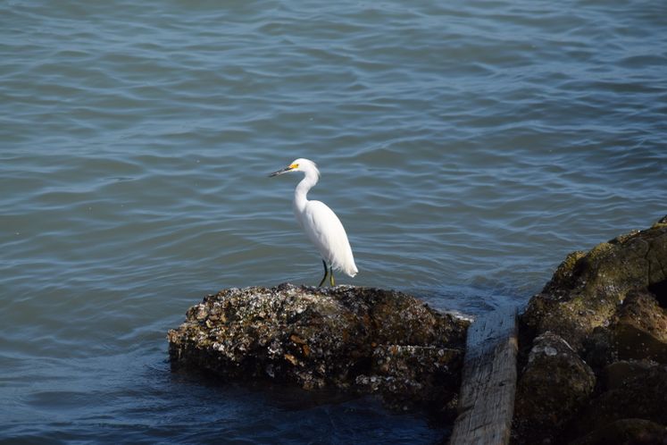 Corpus Christi is known for being the birdiest City!