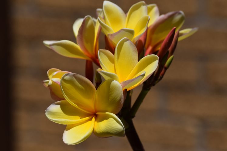 Plumeria Bloom