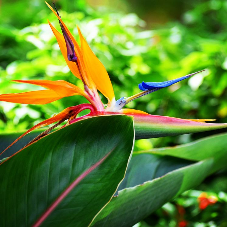 Bird of Paradise