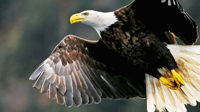 Popular eagle viewing day returns to Duke Energy Indiana’s Cayuga Generating Station