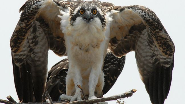Duke Energy Florida implements bird-friendly power line design pilot program 