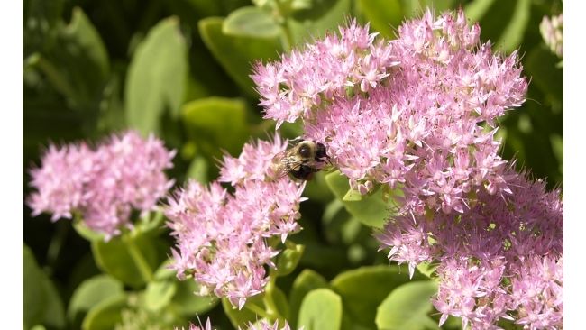 National conservation program gets $500K boost from Duke Energy