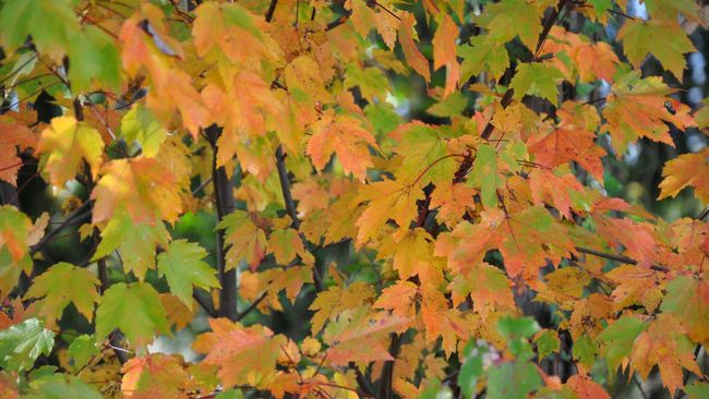 TreesGreenville, Duke Energy partner to give away 750 Energy Saving Trees