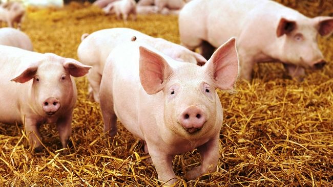 Pork power gets new meaning with Duke Energy deal in N.C.