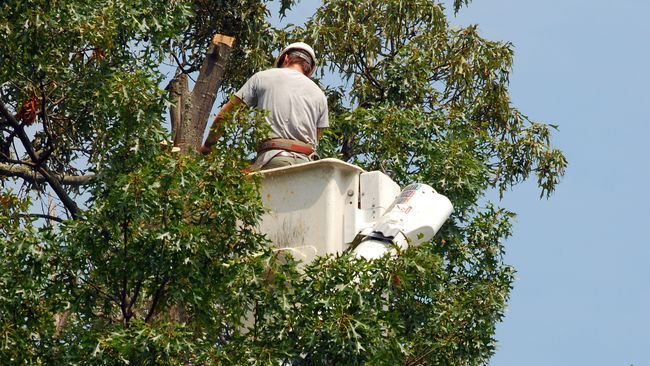 Duke Energy Florida recognized as a Tree Line USA utility for 10th consecutive year