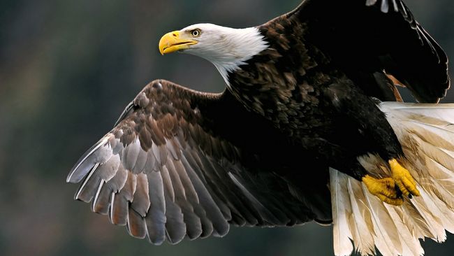 2017 Cayuga Station Eagle Viewing Day cancelled due to maintenance activities 