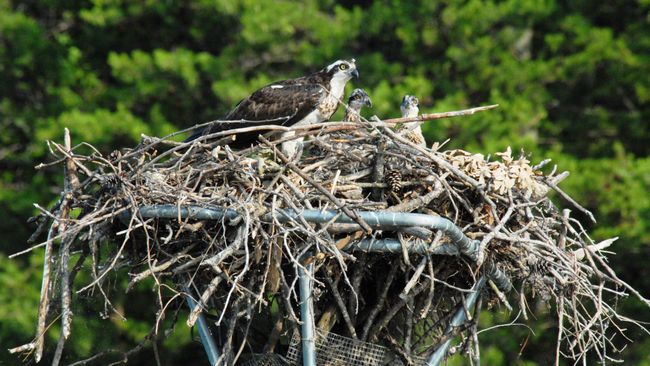 Duke Energy funds available for fish and wildlife habitat enhancement projects along waterways in N.C. and S.C.