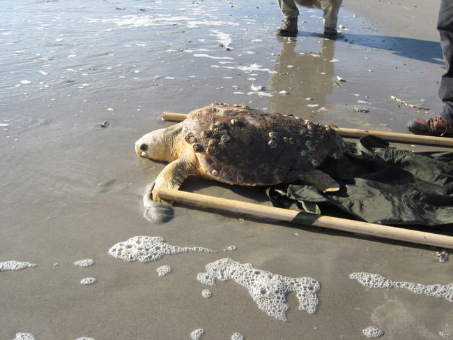 Turtle Release Turtle Release