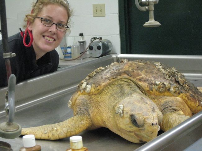 Turtle Turtle