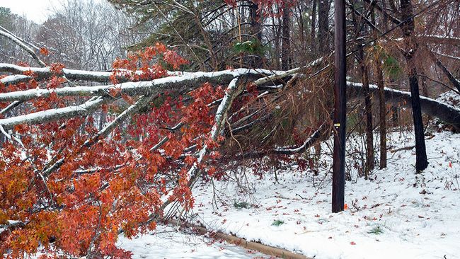 Winter Storm Recovery - Raleigh, N.C. Area
