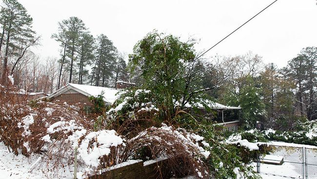 Winter Storm Recovery - Raleigh, N.C. Area