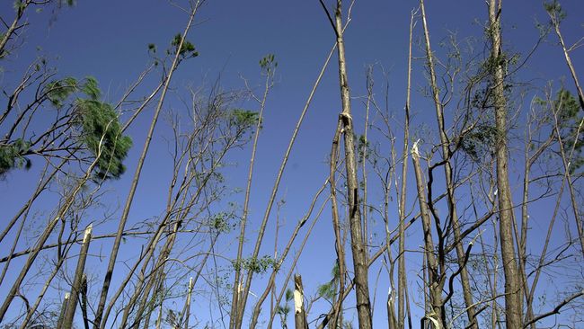 Hurricane Michael Img