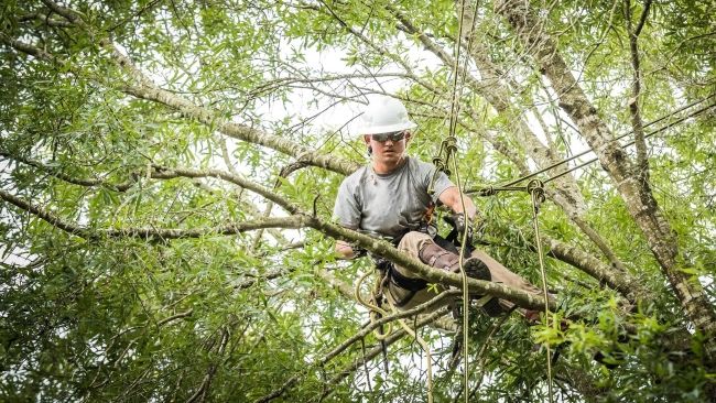 Duke Energy Florida named 'Tree Line USA' utility for 15th consecutive year